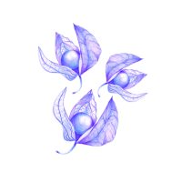 Illustratrice botanique cherche atelier/local sur Toulouse et environs