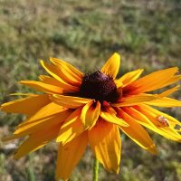 Tracer la beauté, stage art et création en Cévennes