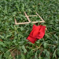 EXPOSITION LORS DU FESTIVAL LESBIEN ET FEMINISTE CINEFFABLE